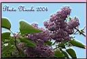 48-Lilas enc.jpg